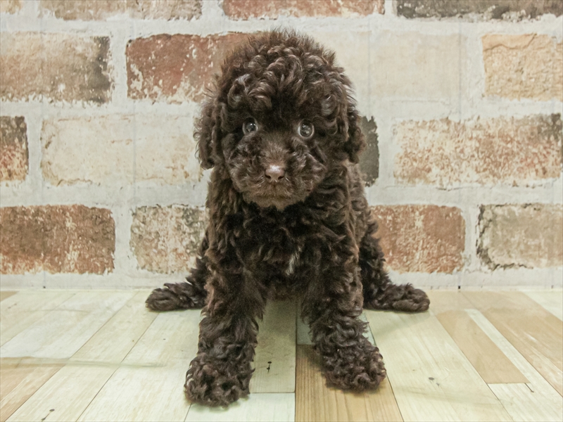 愛知県のトイプードル(トイ) (ワンラブ名古屋守山インター総本店/2025年11月3日生まれ/女の子/ブラウン)の子犬の3枚目の画像