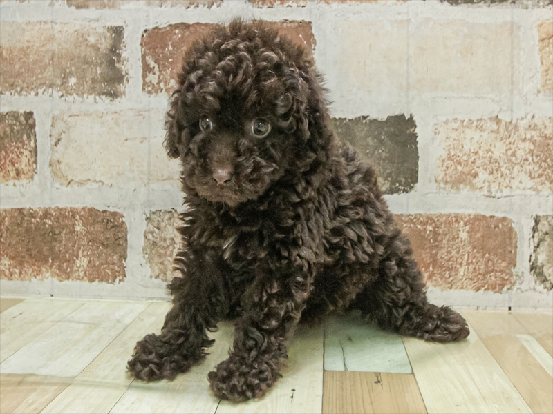 愛知県のトイプードル(トイ) (ワンラブ名古屋守山インター総本店/2025年11月3日生まれ/女の子/ブラウン)の子犬の2枚目の画像