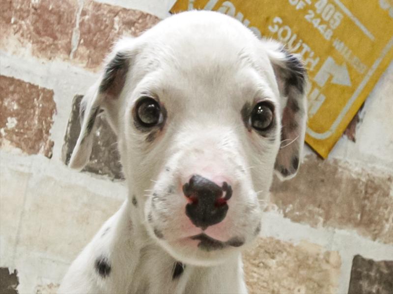 愛知県のダルメシアン (ワンラブ名古屋守山インター総本店/2025年10月29日生まれ/男の子/ホワイトブラック)の子犬の1枚目の画像