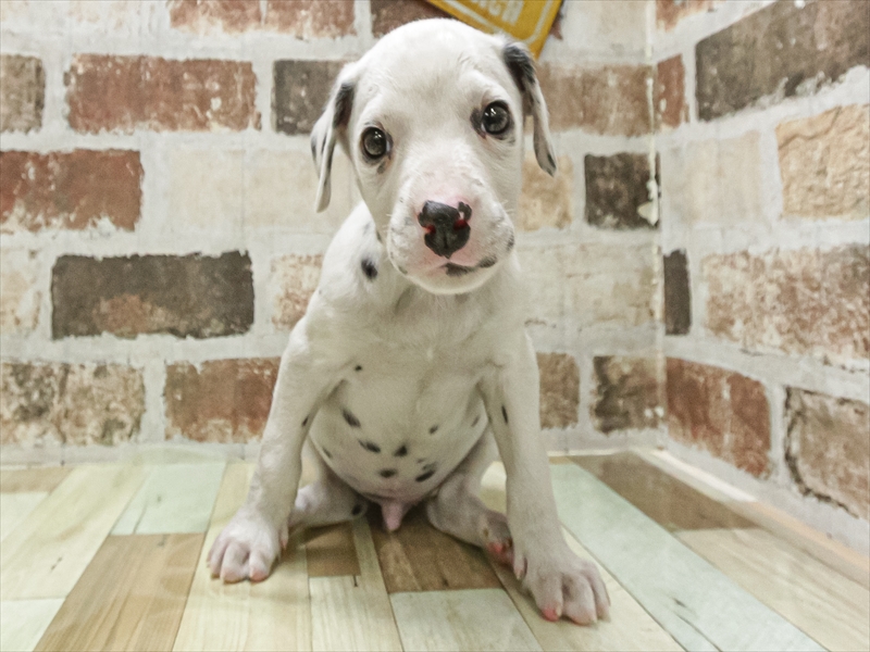 愛知県のダルメシアン (ワンラブ名古屋守山インター総本店/2025年10月29日生まれ/男の子/ホワイトブラック)の子犬の3枚目の画像