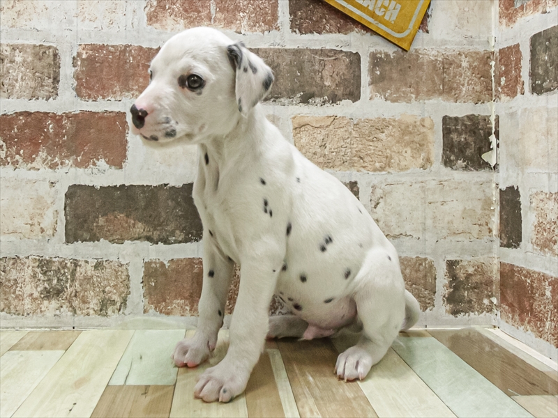 愛知県のダルメシアン (ワンラブ名古屋守山インター総本店/2025年10月29日生まれ/男の子/ホワイトブラック)の子犬の2枚目の画像