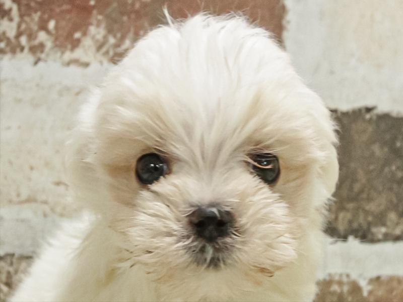 愛知県のマルチーズ (ワンラブ名古屋守山インター総本店/2025年11月2日生まれ/男の子/ホワイト)の子犬の1枚目の画像