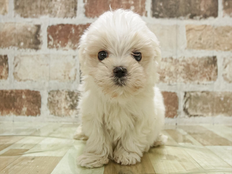 愛知県のマルチーズ (ワンラブ名古屋守山インター総本店/2025年11月2日生まれ/男の子/ホワイト)の子犬の3枚目の画像