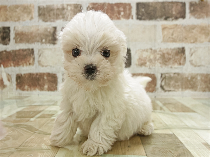 愛知県のマルチーズ (ワンラブ名古屋守山インター総本店/2025年11月2日生まれ/男の子/ホワイト)の子犬の2枚目の画像
