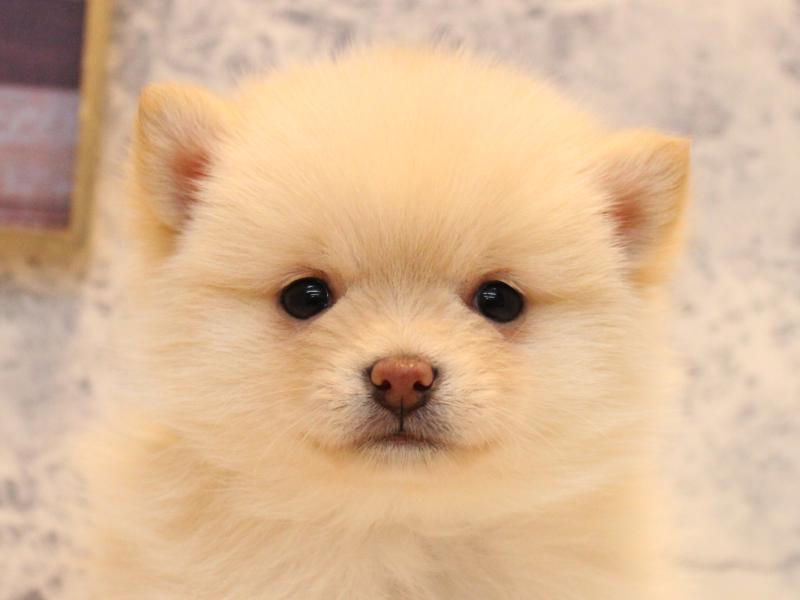 千葉県のポメ柴/豆ポメ/ポメ豆柴(ポメラニアン×柴犬) (ワンラブイオンタウン成田富里店/2025年11月3日生まれ/女の子/白)の子犬
