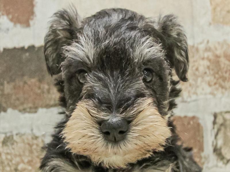 愛知県のミニチュアシュナウザー (ワンラブ名古屋守山インター総本店/2025年11月3日生まれ/男の子/ソルトペッパー)の子犬の1枚目の画像