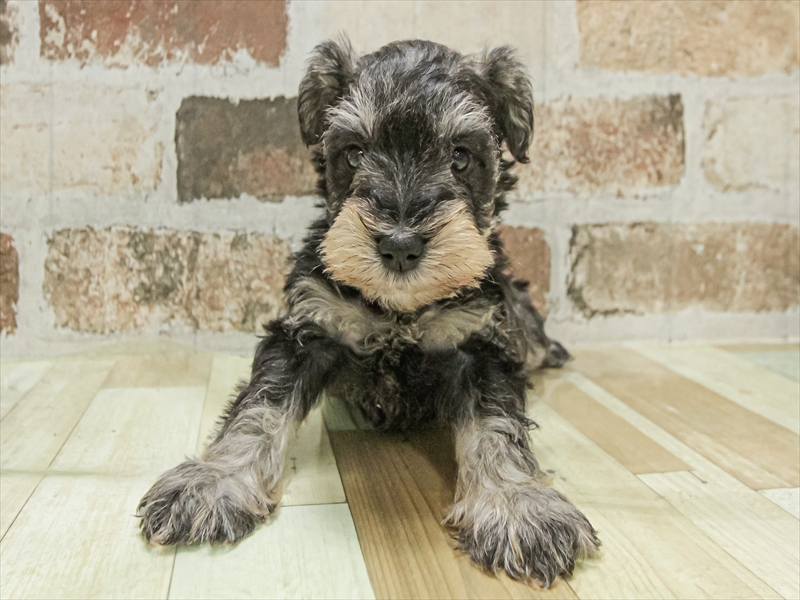愛知県のミニチュアシュナウザー (ワンラブ名古屋守山インター総本店/2025年11月3日生まれ/男の子/ソルトペッパー)の子犬の3枚目の画像