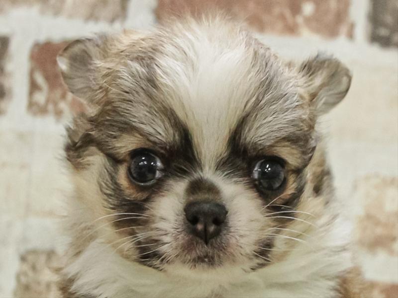 愛知県のポメチワ/チワポメ/ポメチー(ポメラニアン×チワワ) (ワンラブ名古屋守山インター総本店/2025年11月2日生まれ/男の子/レッドホワイト)の子犬の1枚目の画像