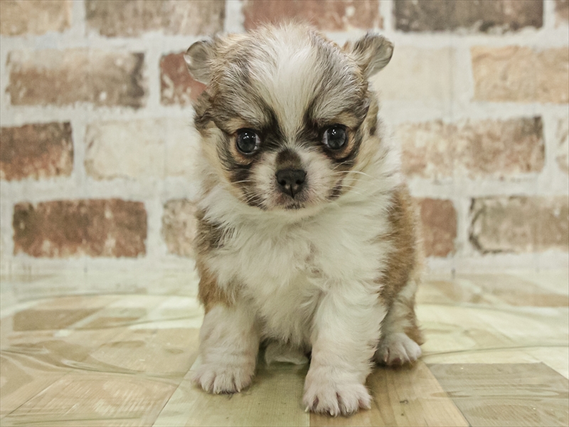 愛知県のポメチワ/チワポメ/ポメチー(ポメラニアン×チワワ) (ワンラブ名古屋守山インター総本店/2025年11月2日生まれ/男の子/レッドホワイト)の子犬の3枚目の画像