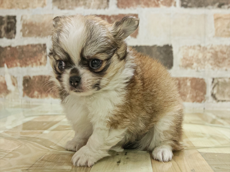 愛知県のポメチワ/チワポメ/ポメチー(ポメラニアン×チワワ) (ワンラブ名古屋守山インター総本店/2025年11月2日生まれ/男の子/レッドホワイト)の子犬の2枚目の画像