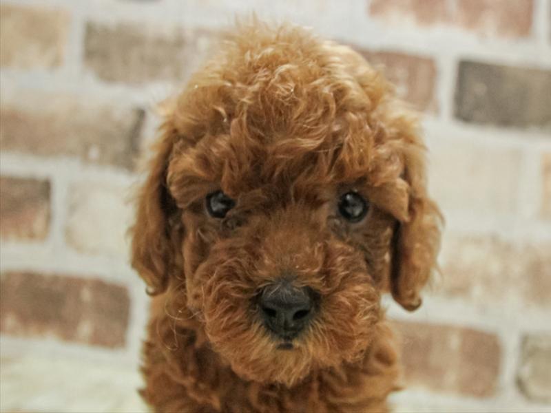 愛知県のトイプードル(トイ) (ワンラブ名古屋守山インター総本店/2025年11月3日生まれ/女の子/レッド)の子犬の1枚目の画像