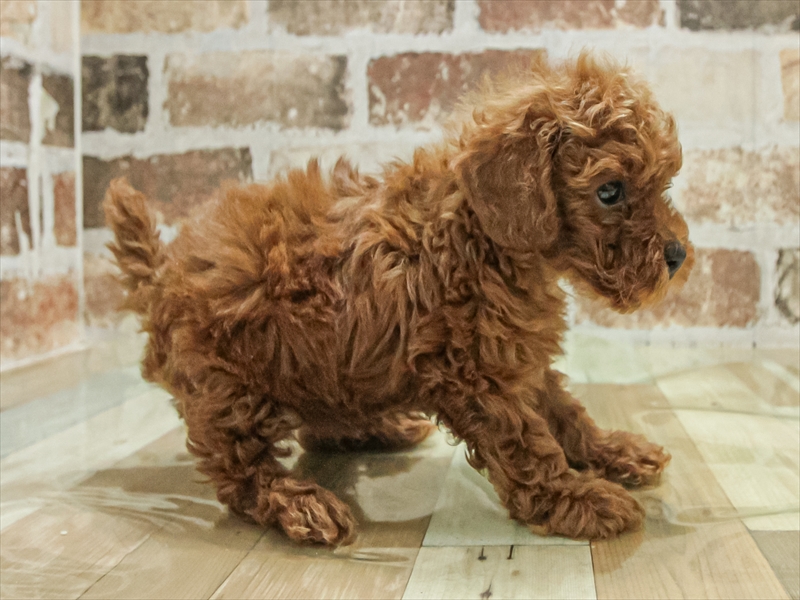 愛知県のトイプードル(トイ) (ワンラブ名古屋守山インター総本店/2025年11月3日生まれ/女の子/レッド)の子犬の2枚目の画像