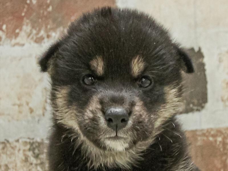 愛知県の柴犬(標準サイズ) (ワンラブ名古屋守山インター総本店/2025年11月3日生まれ/女の子/黒)の子犬の1枚目の画像