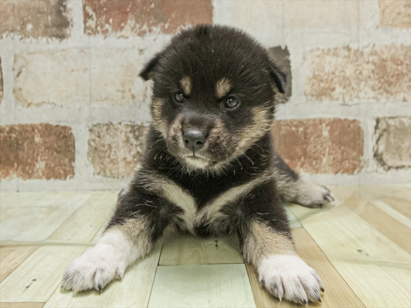 愛知県の柴犬(標準サイズ) (ワンラブ名古屋守山インター総本店/2025年11月3日生まれ/女の子/黒)の子犬の3枚目の画像