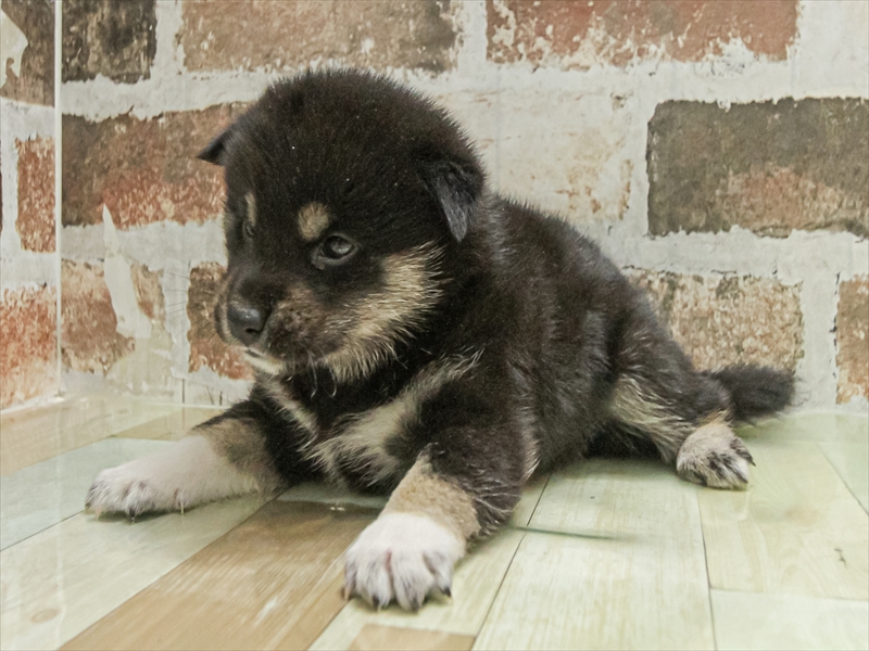 愛知県の柴犬(標準サイズ) (ワンラブ名古屋守山インター総本店/2025年11月3日生まれ/女の子/黒)の子犬の2枚目の画像