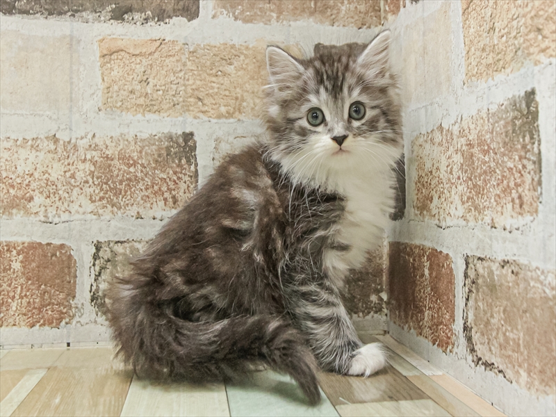 愛知県のマンチカン (ワンラブ名古屋守山インター総本店/2025年11月3日生まれ/女の子/シルバータビーホワイト)の子猫の2枚目の画像