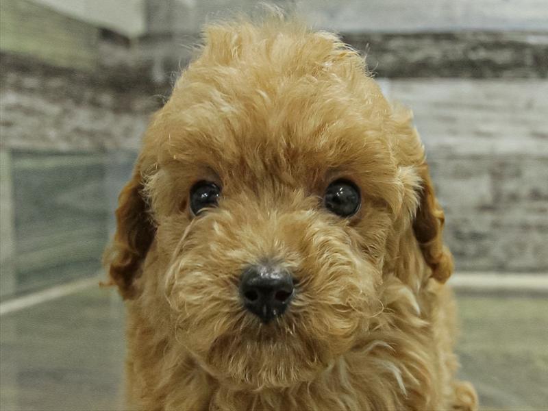 愛知県のトイプードル(タイニー) (ワンラブ名古屋守山インター総本店/2025年11月3日生まれ/女の子/アプリコット)の子犬の1枚目の画像