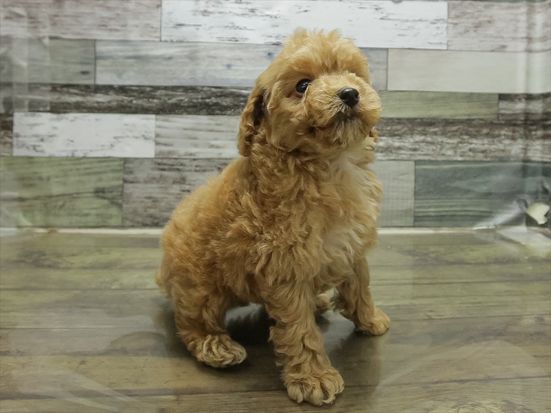 愛知県のトイプードル(タイニー) (ワンラブ名古屋守山インター総本店/2025年11月3日生まれ/女の子/アプリコット)の子犬の2枚目の画像