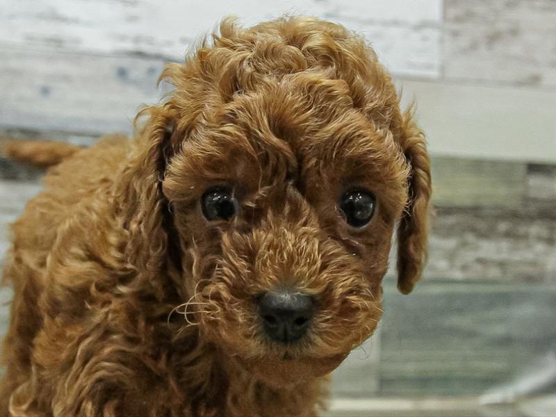 愛知県のトイプードル(トイ) (ワンラブ名古屋守山インター総本店/2025年11月1日生まれ/女の子/レッド)の子犬の1枚目の画像