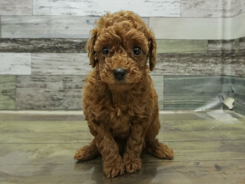 愛知県のトイプードル(トイ) (ワンラブ名古屋守山インター総本店/2025年11月1日生まれ/女の子/レッド)の子犬の3枚目の画像