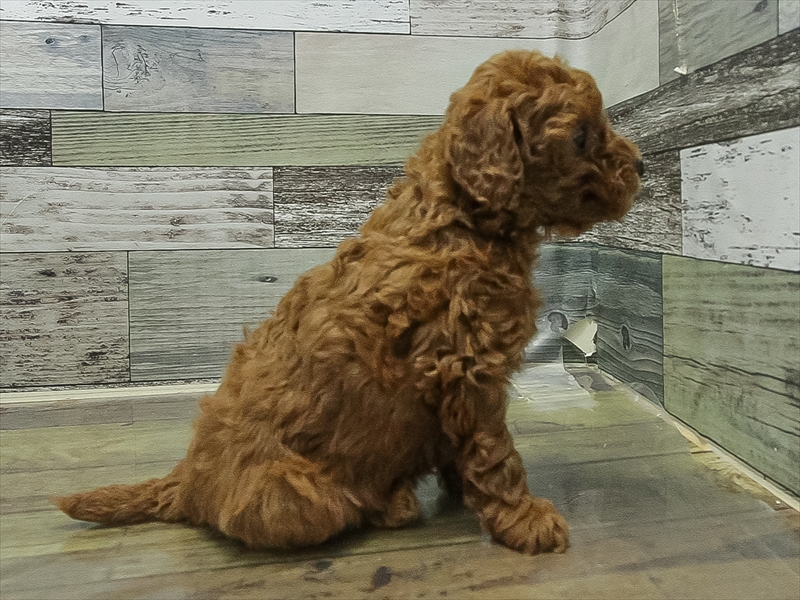 愛知県のトイプードル(トイ) (ワンラブ名古屋守山インター総本店/2025年11月1日生まれ/女の子/レッド)の子犬の2枚目の画像