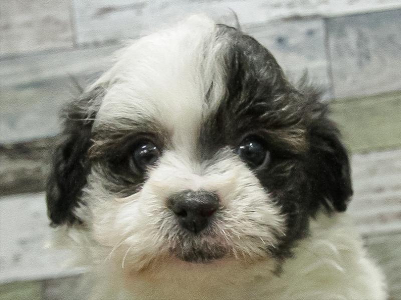 愛知県のチワプー/プーチー(チワワ×プードル) (ワンラブ名古屋守山インター総本店/2025年11月2日生まれ/男の子/ブラックホワイト)の子犬の1枚目の画像