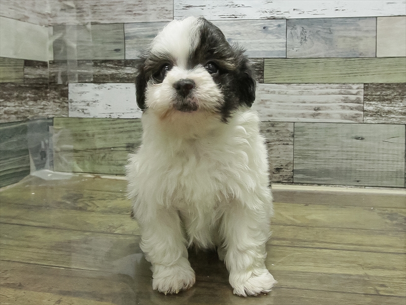 愛知県のチワプー/プーチー(チワワ×プードル) (ワンラブ名古屋守山インター総本店/2025年11月2日生まれ/男の子/ブラックホワイト)の子犬の3枚目の画像