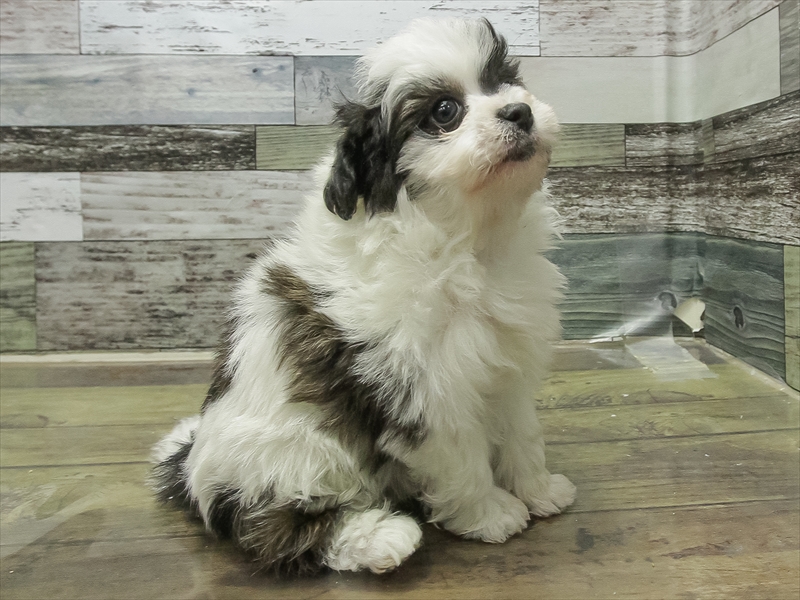 愛知県のチワプー/プーチー(チワワ×プードル) (ワンラブ名古屋守山インター総本店/2025年11月2日生まれ/男の子/ブラックホワイト)の子犬の2枚目の画像