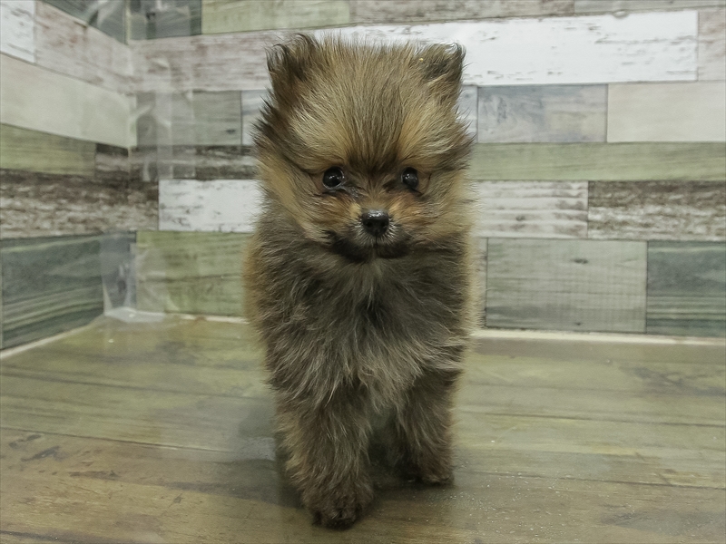 愛知県のポメラニアン (ワンラブ名古屋守山インター総本店/2025年10月21日生まれ/男の子/オレンジ)の子犬の3枚目の画像