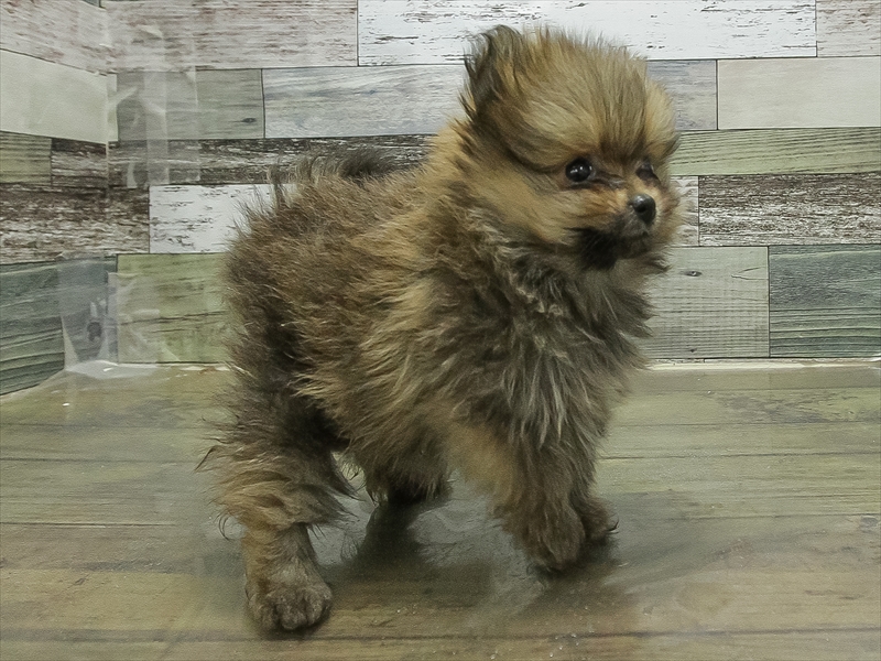 愛知県のポメラニアン (ワンラブ名古屋守山インター総本店/2025年10月21日生まれ/男の子/オレンジ)の子犬の2枚目の画像