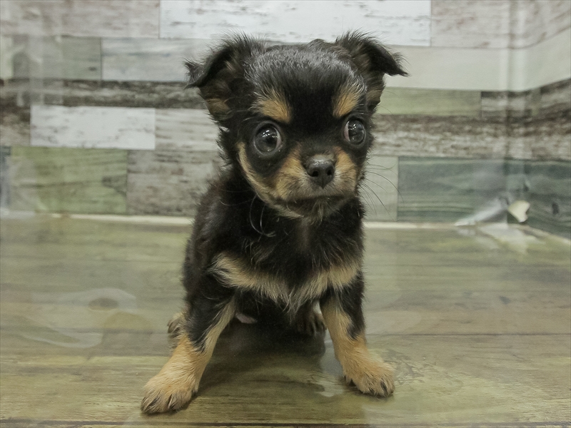 愛知県のチワワ(ロング) (ワンラブ名古屋守山インター総本店/2025年11月3日生まれ/女の子/ブラックタン)の子犬の3枚目の画像