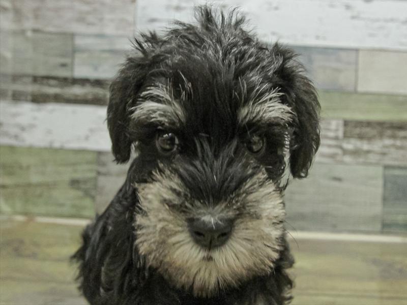 愛知県のミニチュアシュナウザー (ワンラブ名古屋守山インター総本店/2025年11月2日生まれ/女の子/ブラックシルバー)の子犬