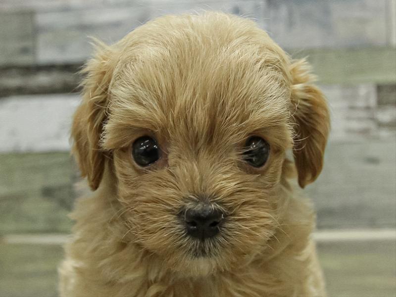 愛知県のチワプー/プーチー(チワワ×プードル) (ワンラブ名古屋守山インター総本店/2025年11月3日生まれ/女の子/アプリコット)の子犬の1枚目の画像