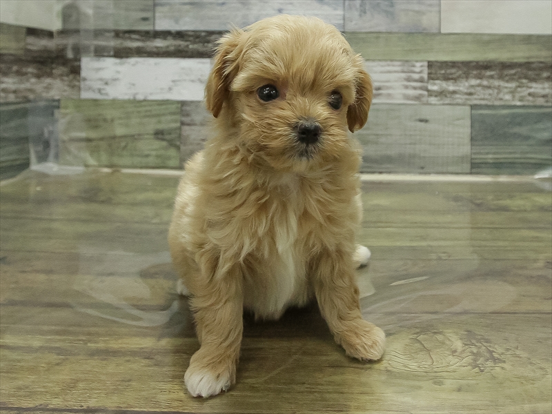 愛知県のチワプー/プーチー(チワワ×プードル) (ワンラブ名古屋守山インター総本店/2025年11月3日生まれ/女の子/アプリコット)の子犬の3枚目の画像