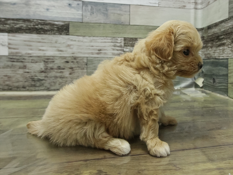 愛知県のチワプー/プーチー(チワワ×プードル) (ワンラブ名古屋守山インター総本店/2025年11月3日生まれ/女の子/アプリコット)の子犬の2枚目の画像