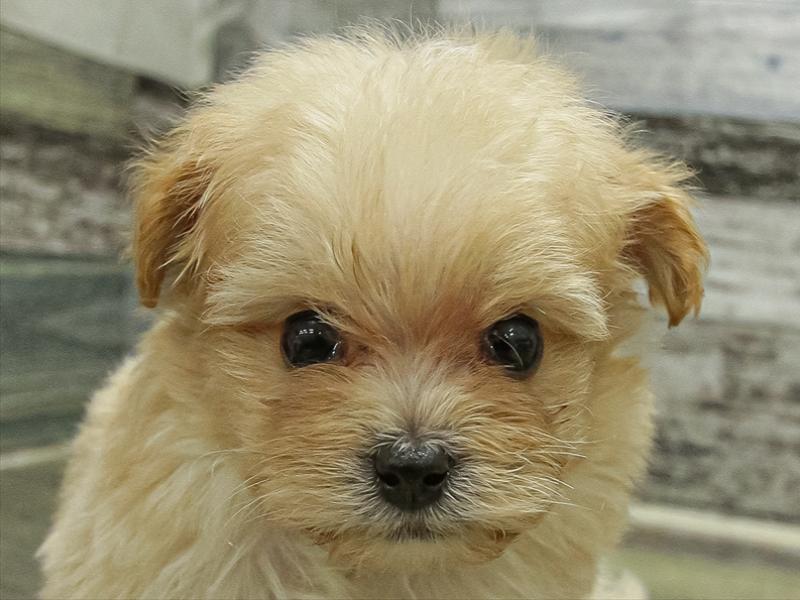 愛知県のポメプー(ポメラニアン×プードル) (ワンラブ名古屋守山インター総本店/2025年11月1日生まれ/男の子/アプリコット)の子犬の1枚目の画像