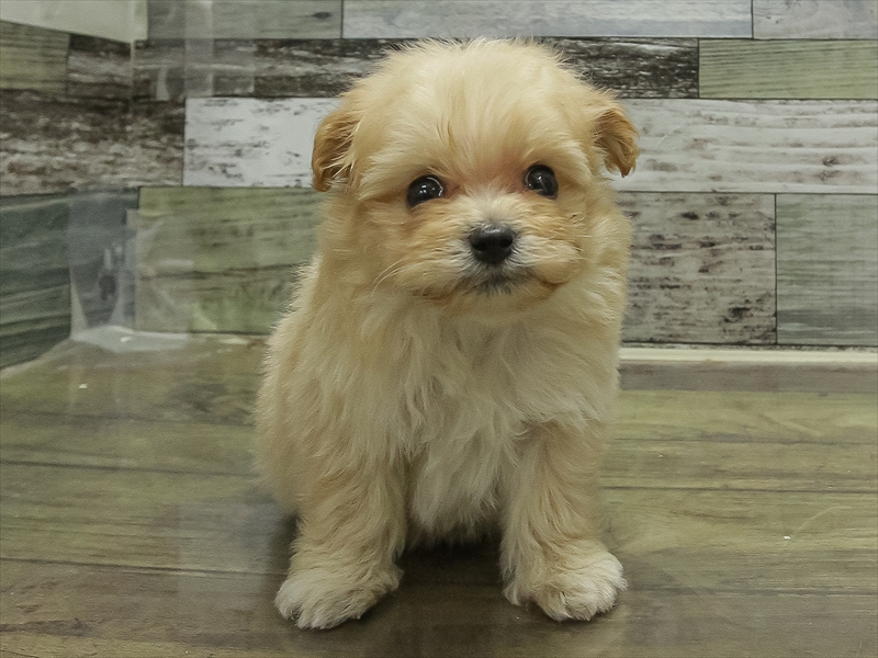 愛知県のポメプー(ポメラニアン×プードル) (ワンラブ名古屋守山インター総本店/2025年11月1日生まれ/男の子/アプリコット)の子犬の3枚目の画像