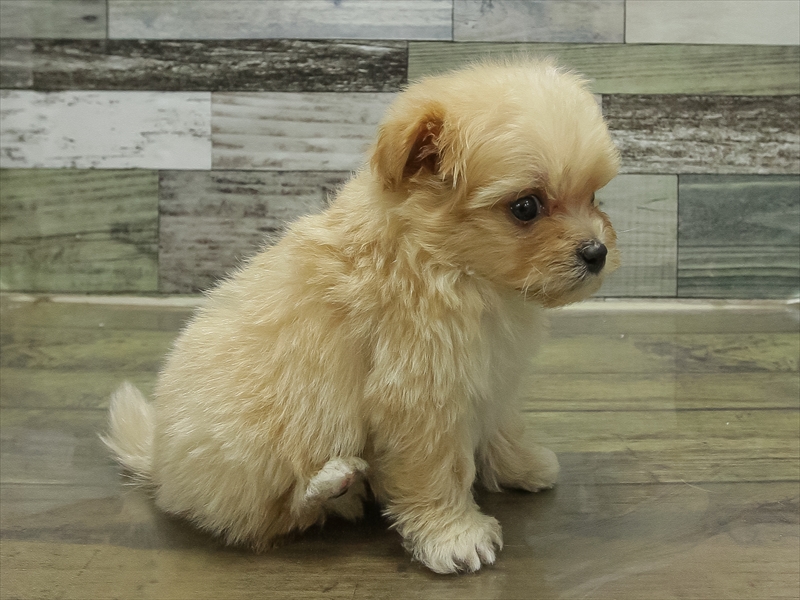 愛知県のポメプー(ポメラニアン×プードル) (ワンラブ名古屋守山インター総本店/2025年11月1日生まれ/男の子/アプリコット)の子犬の2枚目の画像