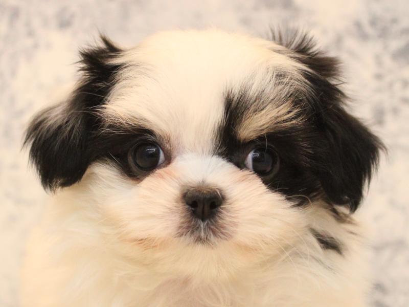 神奈川県のチワマル/マルチワ(チワワ×マルチーズ) (ワンラブLICOPA 川崎店/2025年11月2日生まれ/女の子/ホワイトブラック)の子犬の1枚目の画像