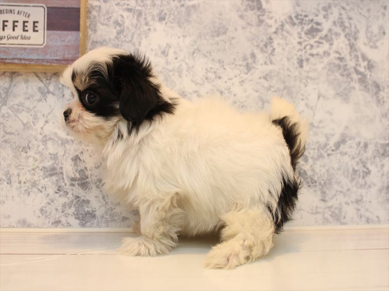 神奈川県のチワマル/マルチワ(チワワ×マルチーズ) (ワンラブLICOPA 川崎店/2025年11月2日生まれ/女の子/ホワイトブラック)の子犬の3枚目の画像