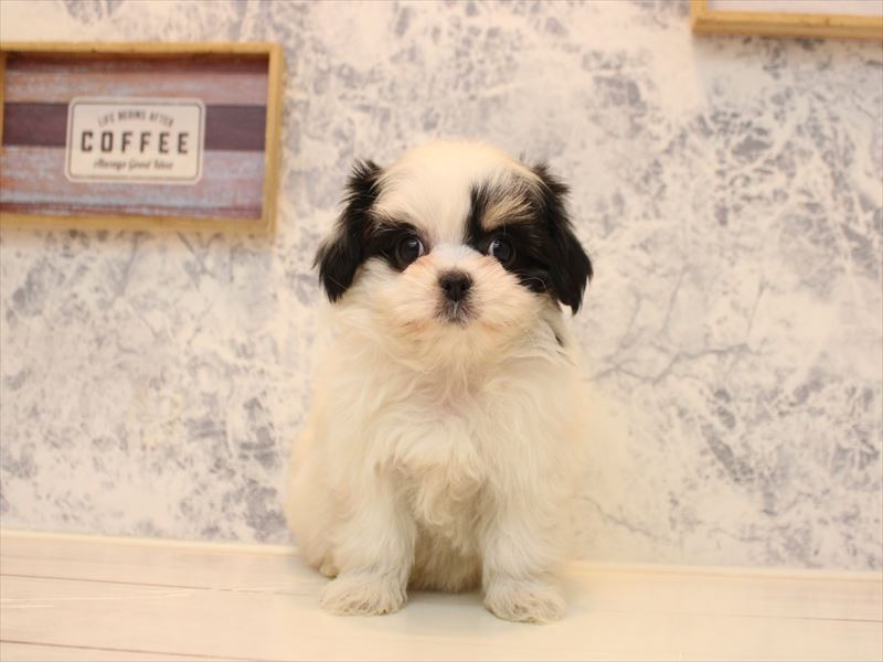 神奈川県のチワマル/マルチワ(チワワ×マルチーズ) (ワンラブLICOPA 川崎店/2025年11月2日生まれ/女の子/ホワイトブラック)の子犬の2枚目の画像