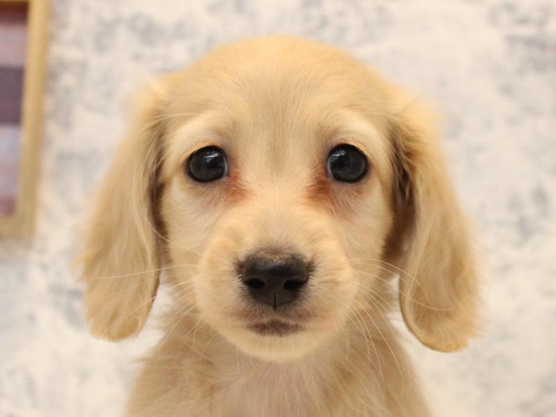 埼玉県のカニンヘンダックスフンド(ロング) (ワンラブ埼玉寄居店/2025年11月3日生まれ/女の子/イエロー)の子犬の1枚目の画像