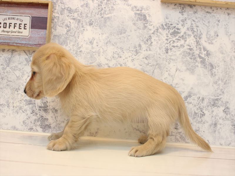 埼玉県のカニンヘンダックスフンド(ロング) (ワンラブ埼玉寄居店/2025年11月3日生まれ/女の子/イエロー)の子犬の3枚目の画像