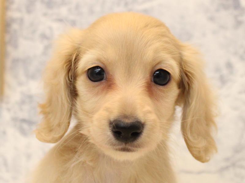 埼玉県のカニンヘンダックスフンド(ロング) (ワンラブ埼玉寄居店/2025年11月3日生まれ/女の子/イエロー)の子犬の1枚目の画像