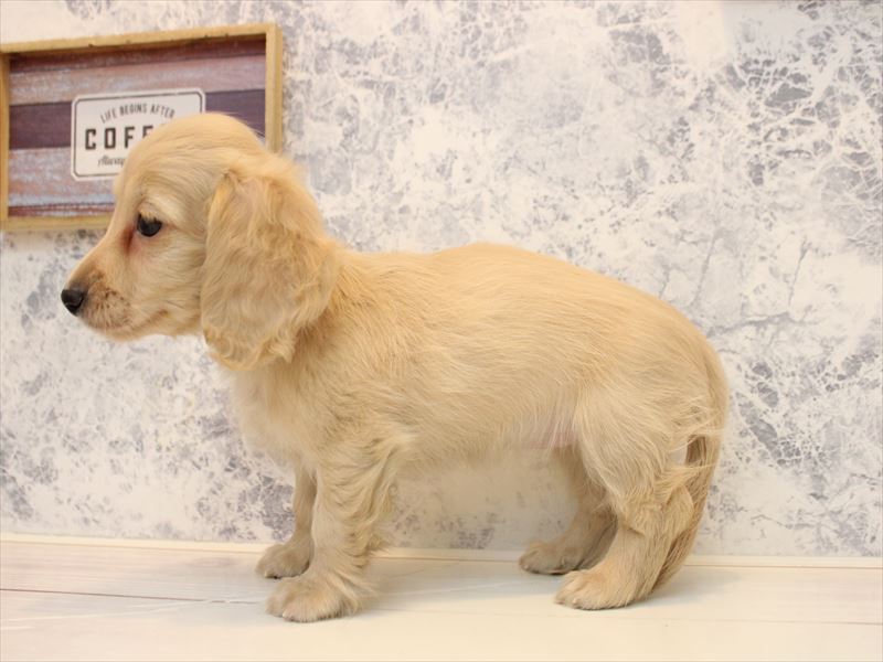 埼玉県のカニンヘンダックスフンド(ロング) (ワンラブ埼玉寄居店/2025年11月3日生まれ/女の子/イエロー)の子犬の3枚目の画像