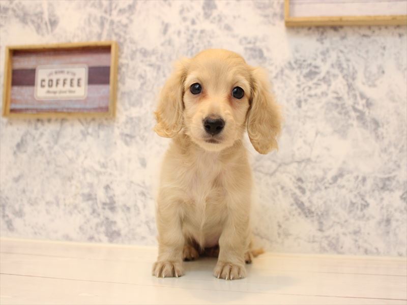 埼玉県のカニンヘンダックスフンド(ロング) (ワンラブ埼玉寄居店/2025年11月3日生まれ/女の子/イエロー)の子犬の2枚目の画像