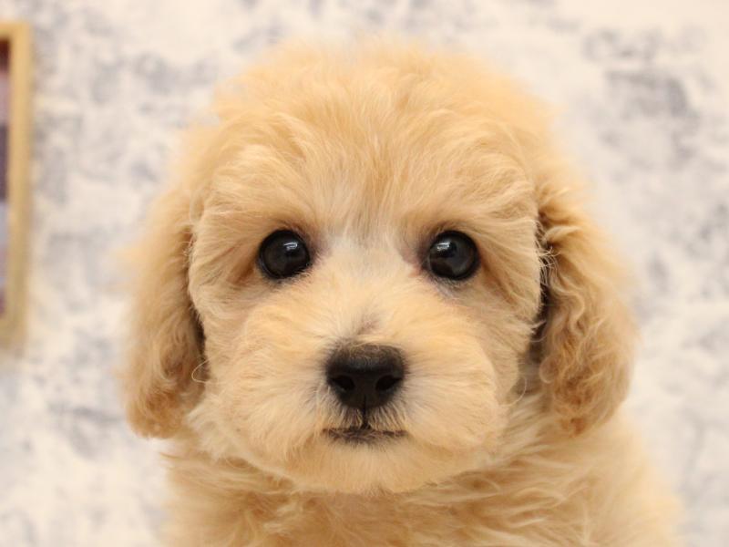 埼玉県のトイプードル(トイ) (ワンラブ埼玉寄居店/2025年11月3日生まれ/男の子/アプリコット)の子犬の1枚目の画像