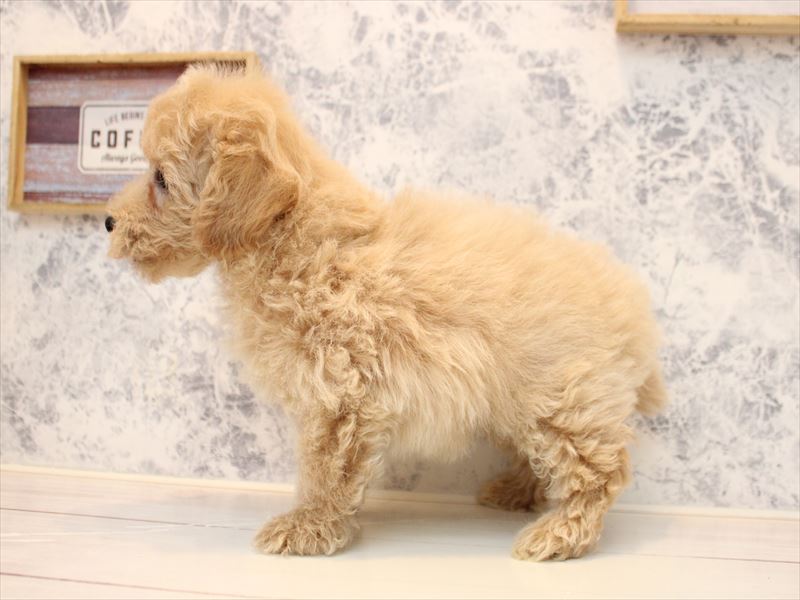 埼玉県のトイプードル(トイ) (ワンラブ埼玉寄居店/2025年11月3日生まれ/男の子/アプリコット)の子犬の3枚目の画像