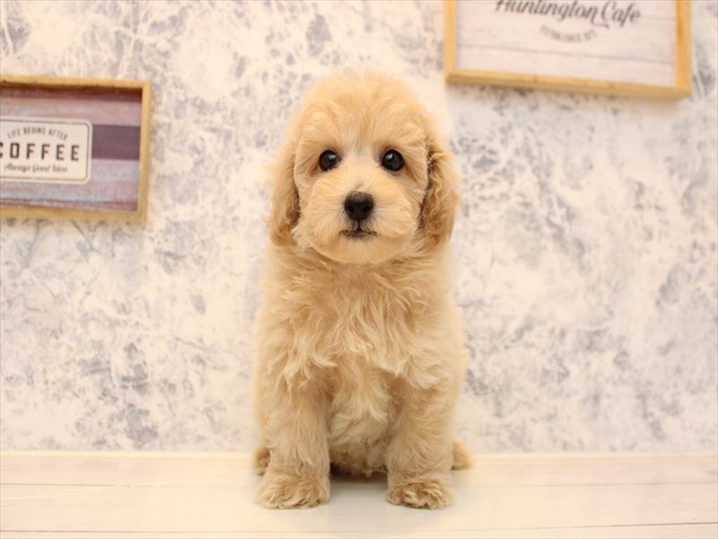 埼玉県のトイプードル(トイ) (ワンラブ埼玉寄居店/2025年11月3日生まれ/男の子/アプリコット)の子犬の2枚目の画像