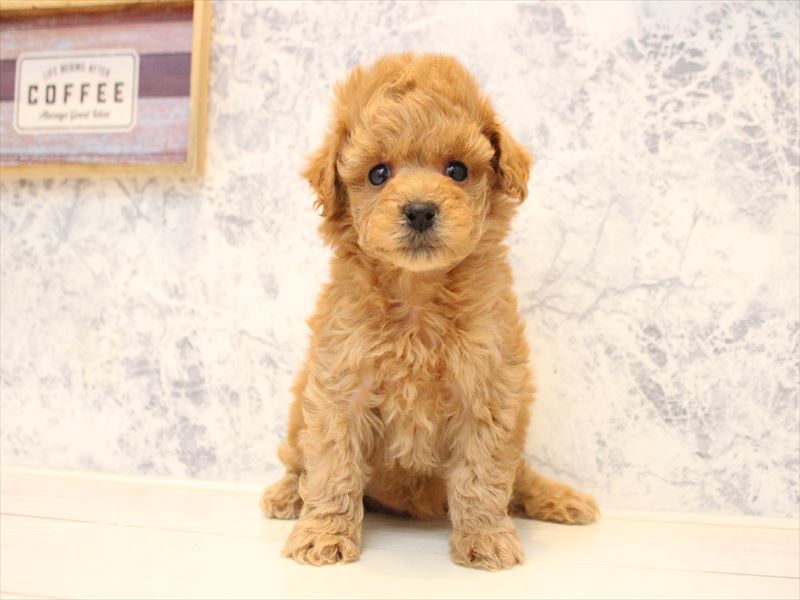 埼玉県のトイプードル(トイ) (ワンラブアリオ川口店/2025年11月1日生まれ/女の子/アプリコット)の子犬の2枚目の画像